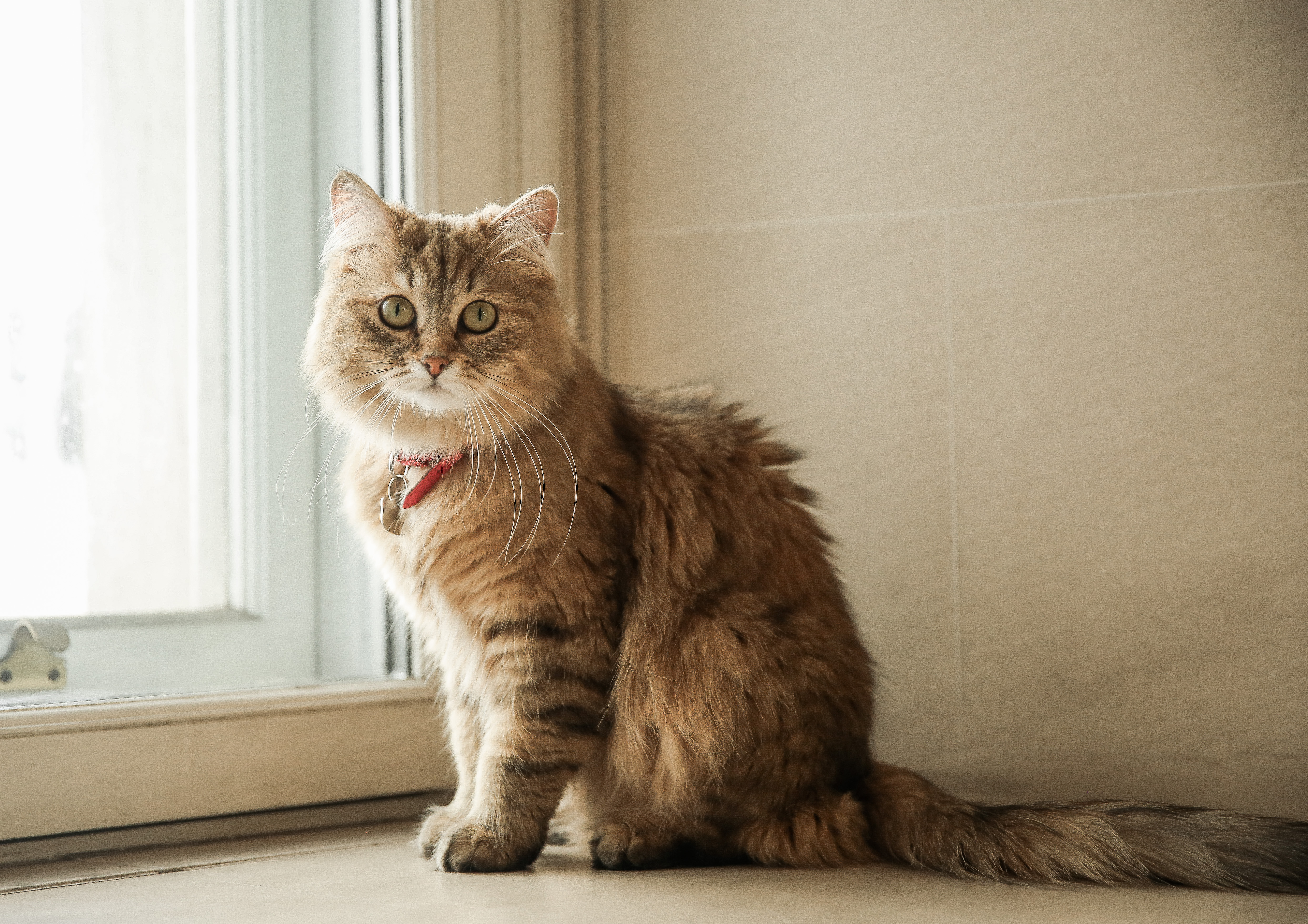 Lilibet The Cat | Meet The Lanesborough's Resident Cat